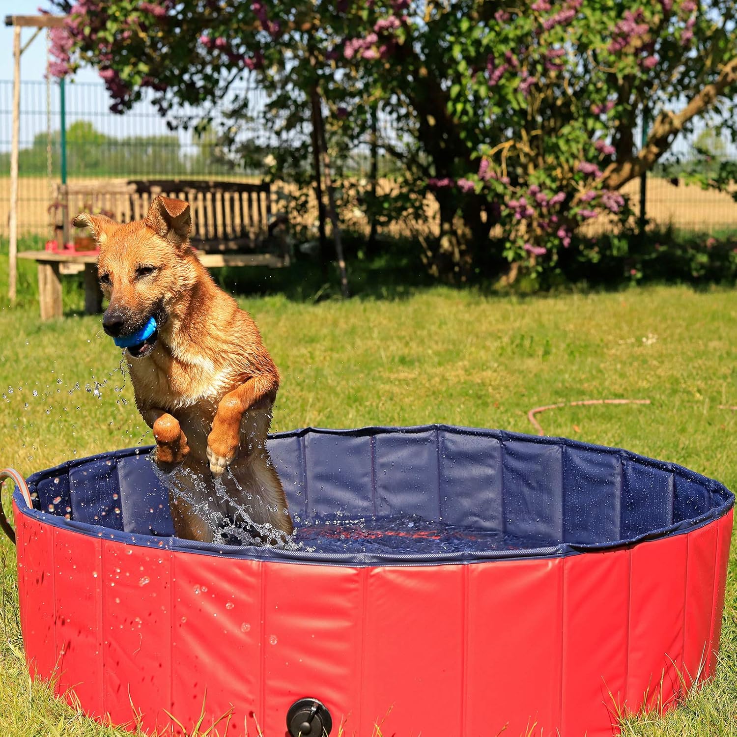 lionto Piscine Pliable pour Chien en PVC résistant aux griffures, Ø 120 cm, Hauteur 30 cm, revêtement antidérapant et Bouchon pour vidage sans Pompe, Piscine Robuste pour Enfants, Bleu/Rouge