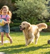 Série de plans d'action montrant un chien golden retriever jouant à l'extérieur dans une zone herbeuse ensoleillée.